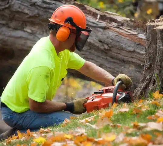 tree services Eastover